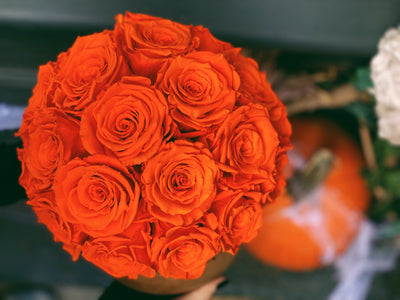 Introducing Fall Elegance with Long-Lasting Roses!
