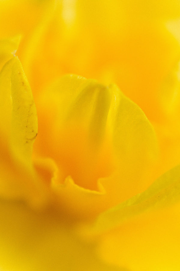 Bright Yellow Roses