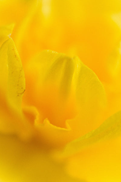 Bright Yellow Roses